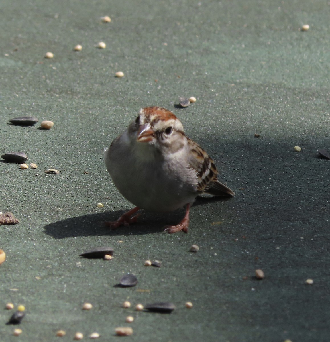 Chingolo Cejiblanco - ML652334415