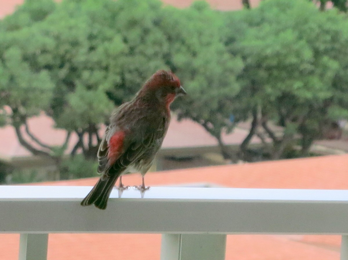 Burugorri arrunta - ML652334469