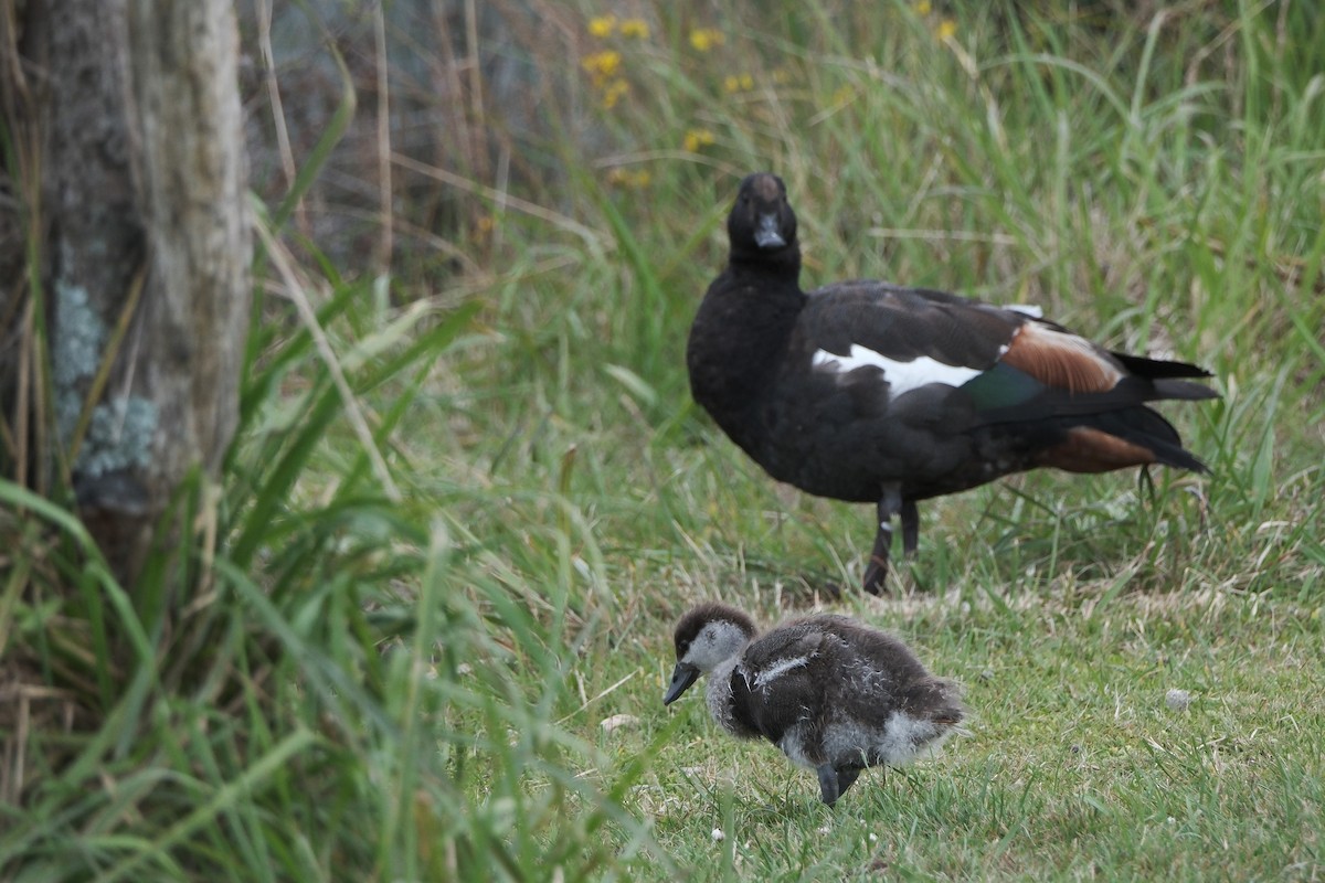 Paradise Shelduck - ML652334710