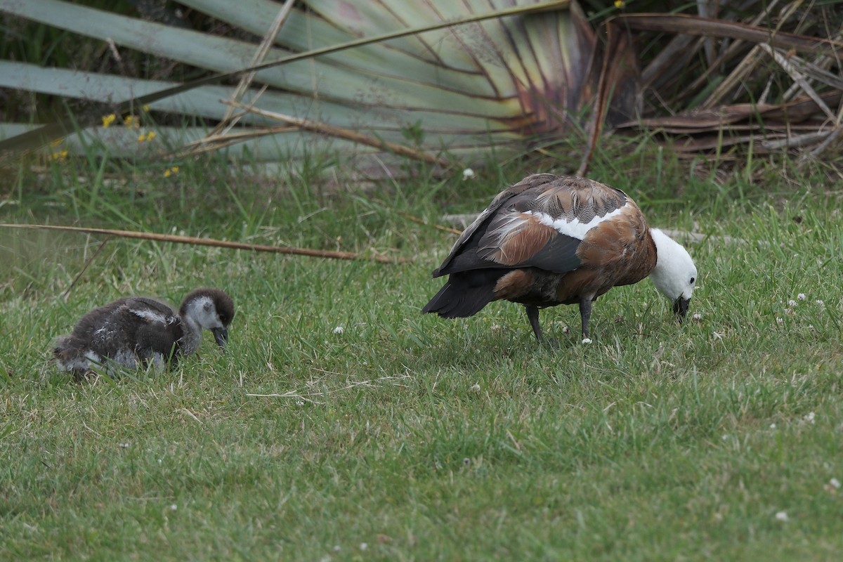 Paradise Shelduck - ML652334713
