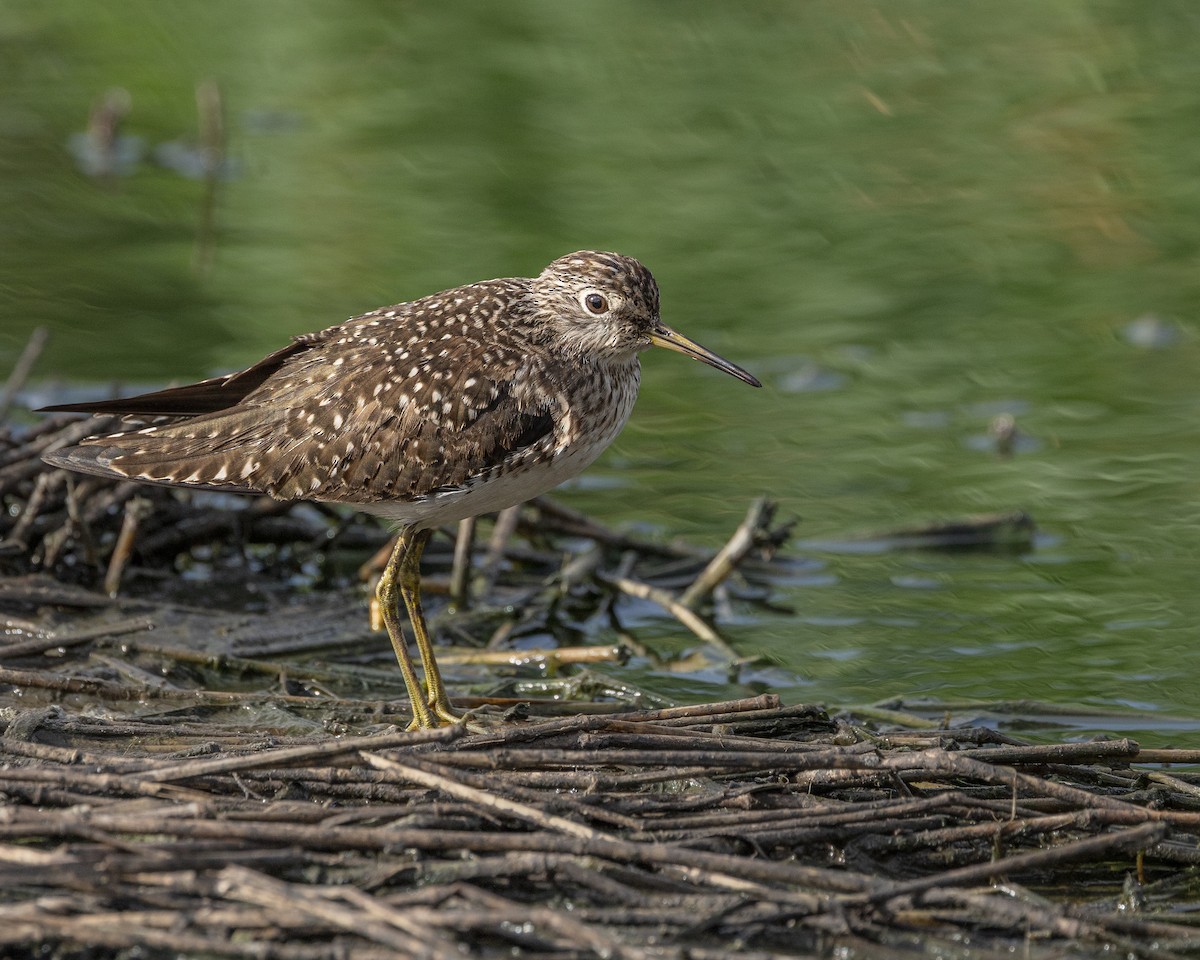 Solitary Sandpiper - ML652334718