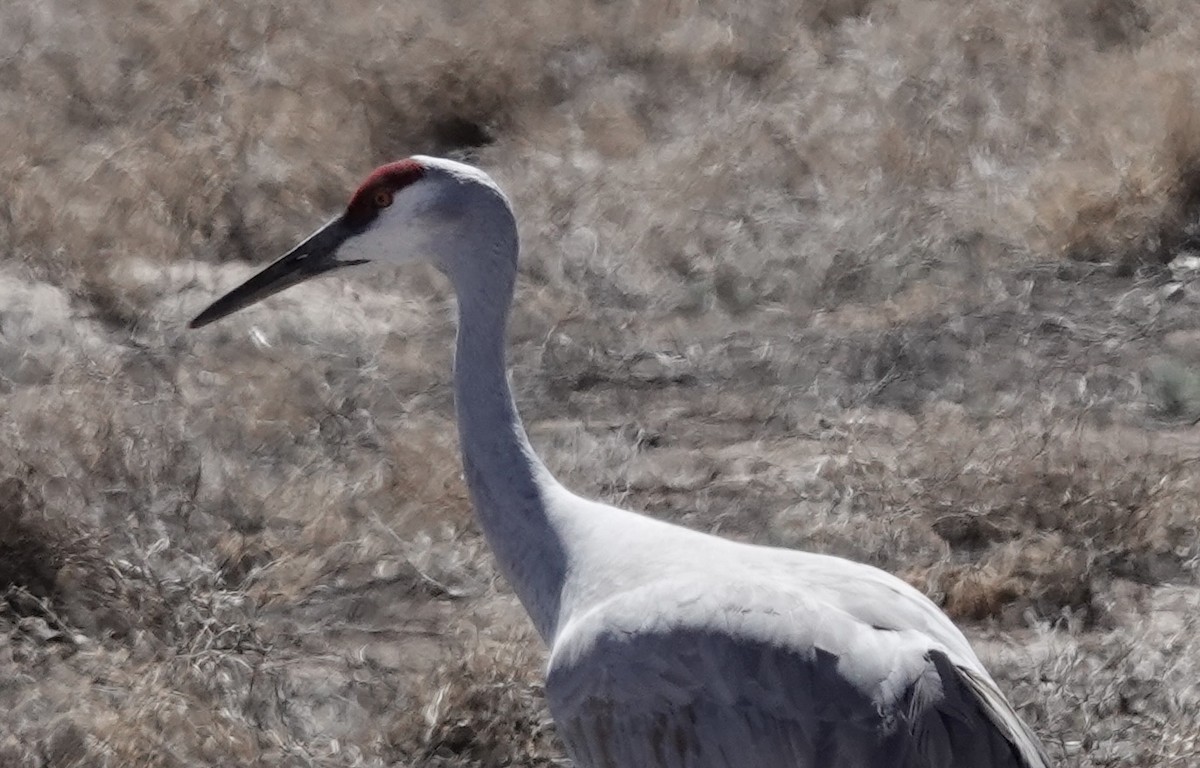 Grue du Canada - ML652335053
