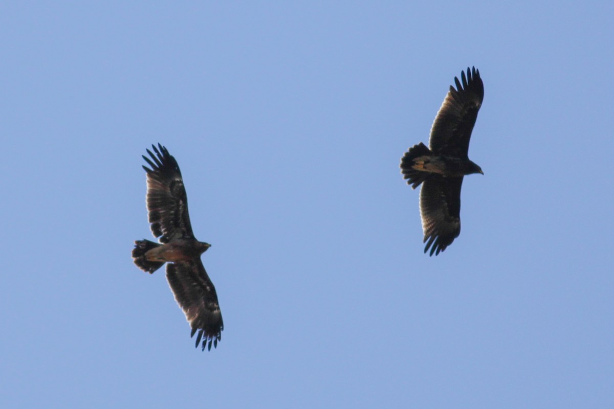 Águila Moteada - ML652335128