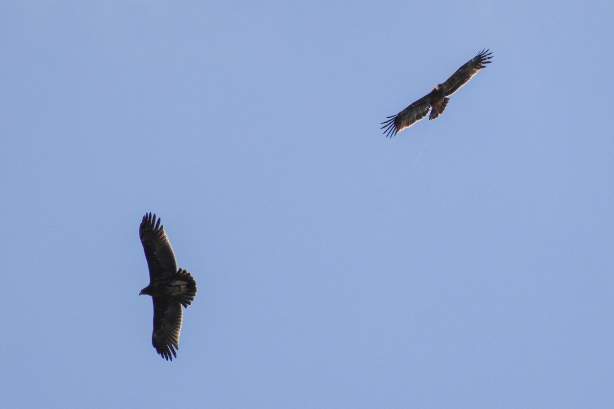 Águila Moteada - ML652335130