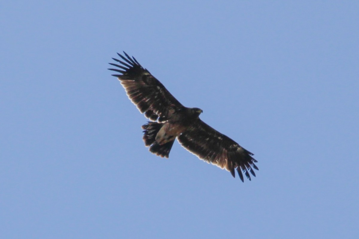 Águila Moteada - ML652335131