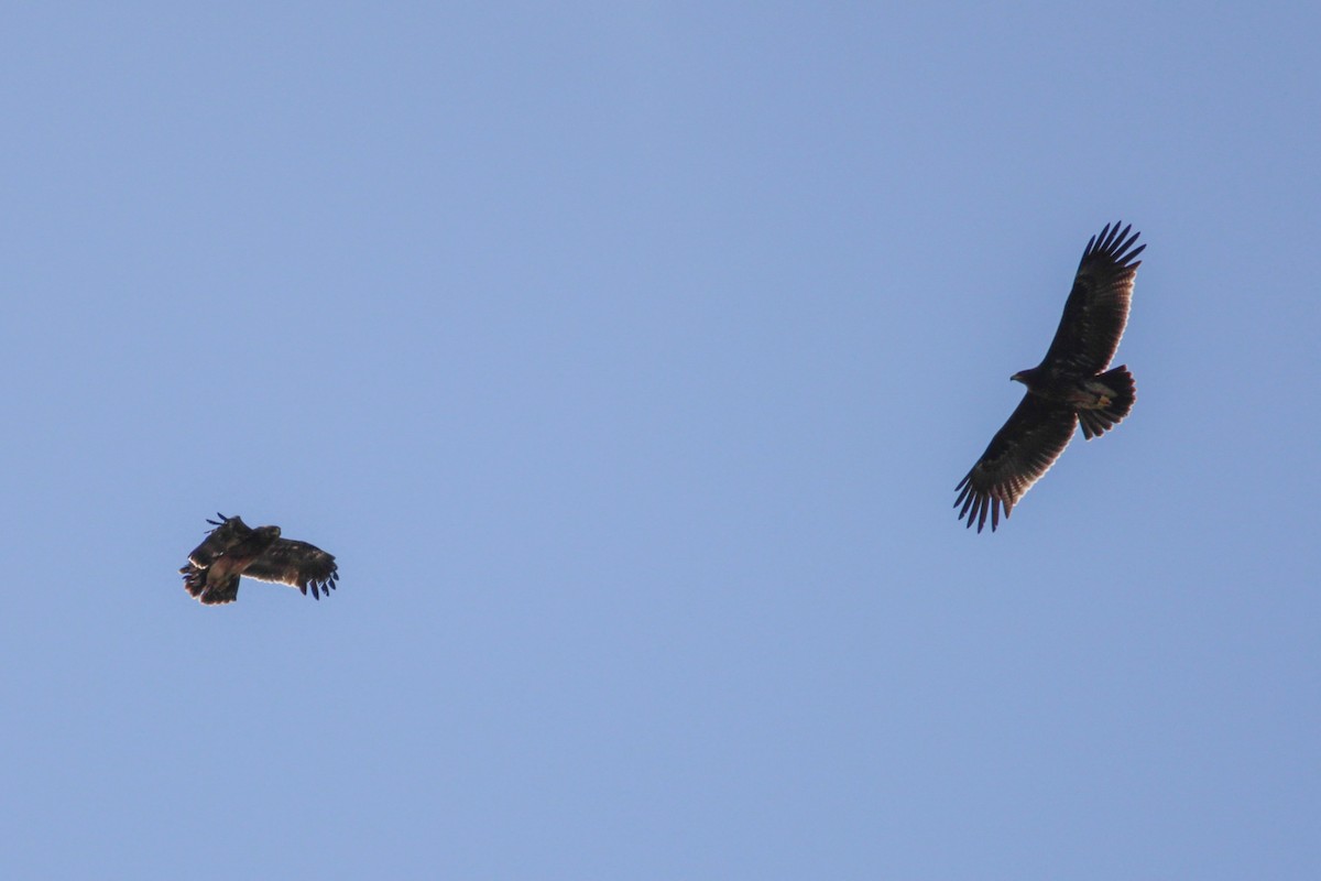 Águila Moteada - ML652335132