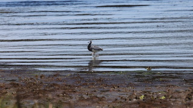 Tricolored Heron - ML652335176