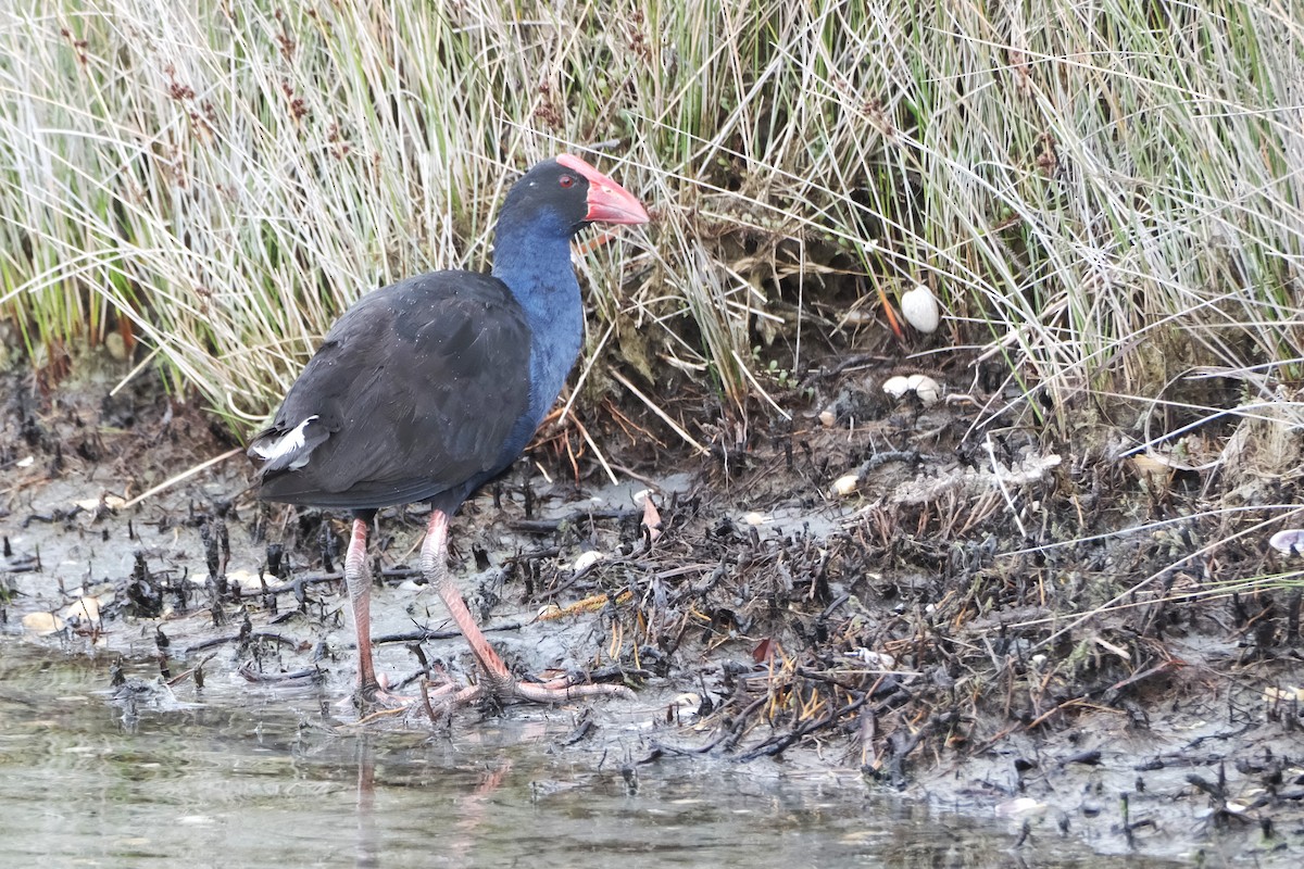 Australasian Swamphen - ML652335404