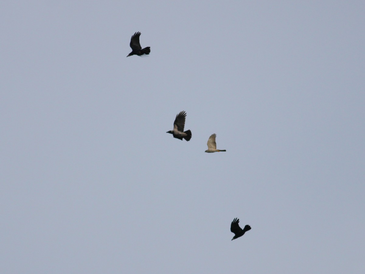 Gavilán Común - ML652335443