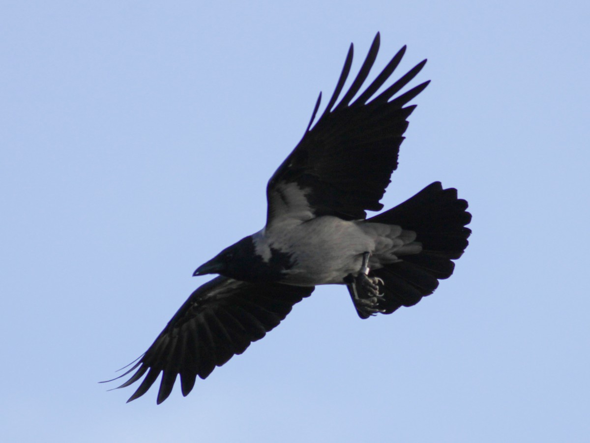 Corneja Cenicienta - ML652335458