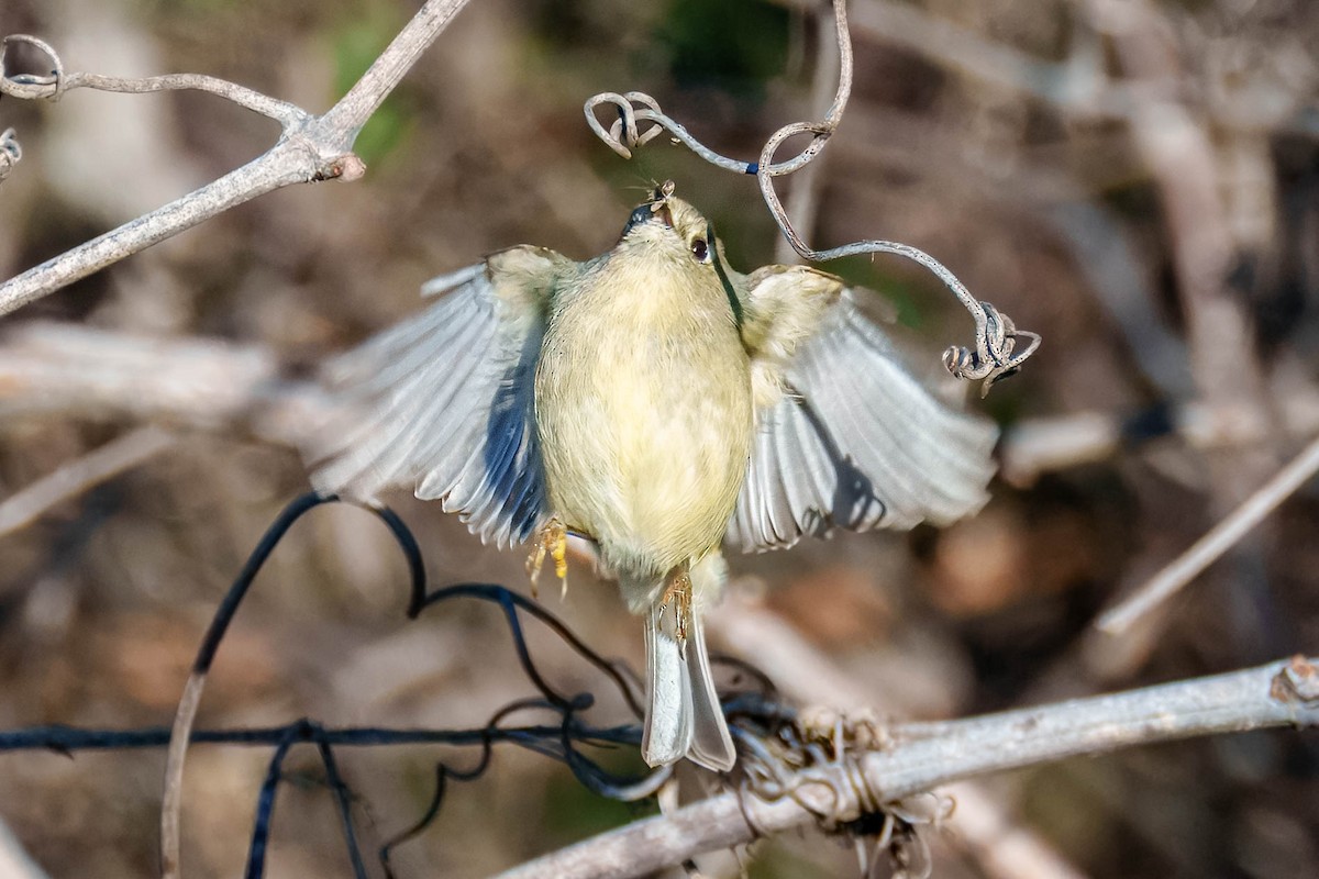 Ruby-crowned Kinglet - ML652335666