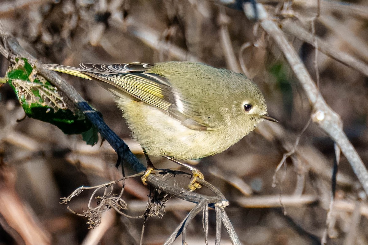 Ruby-crowned Kinglet - ML652335667