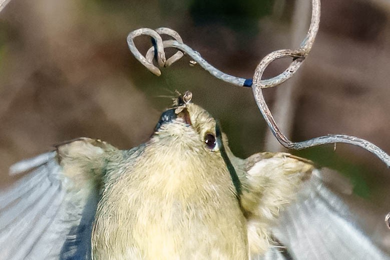 Ruby-crowned Kinglet - ML652335668