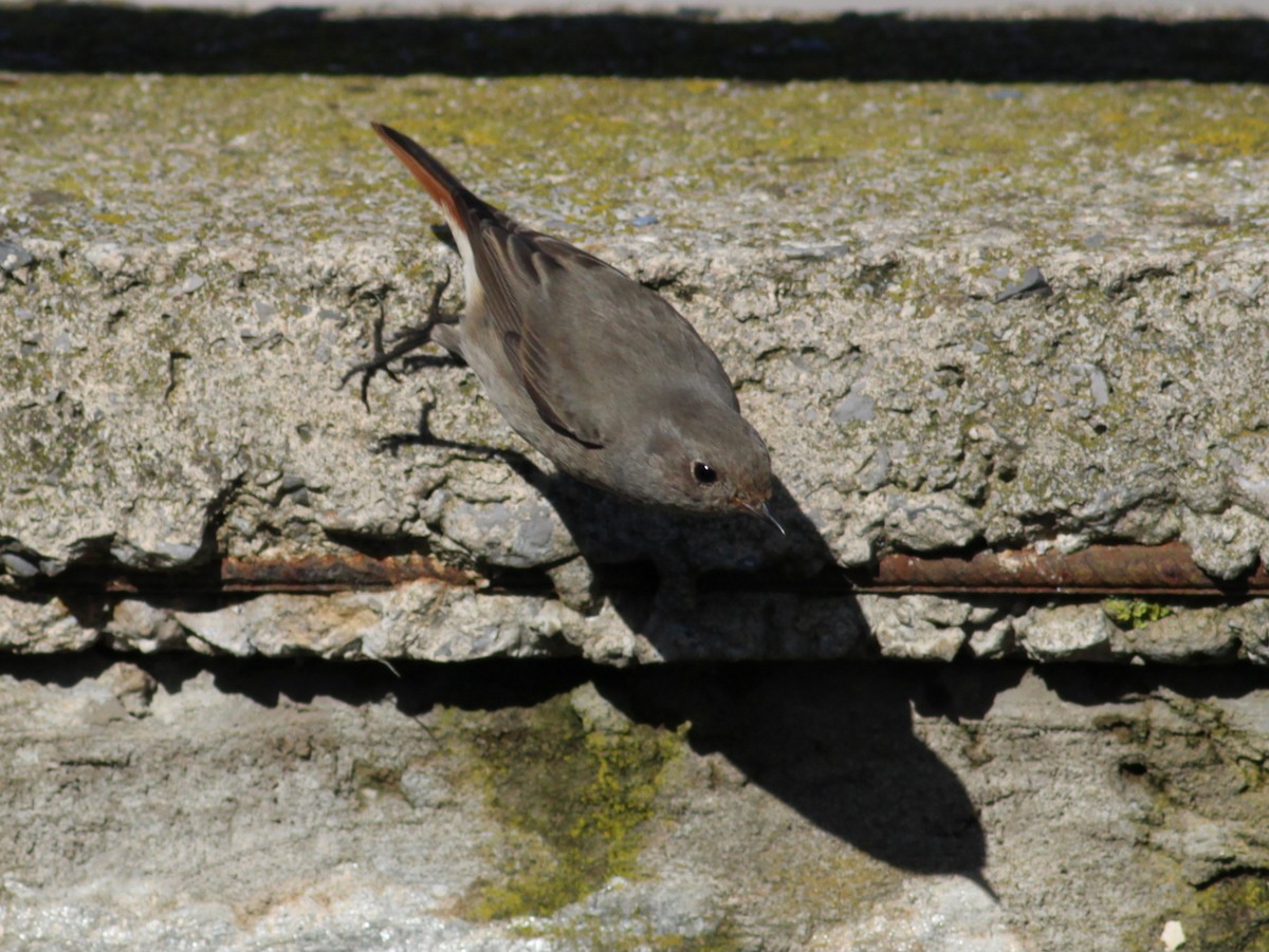 Colirrojo Tizón - ML652335763