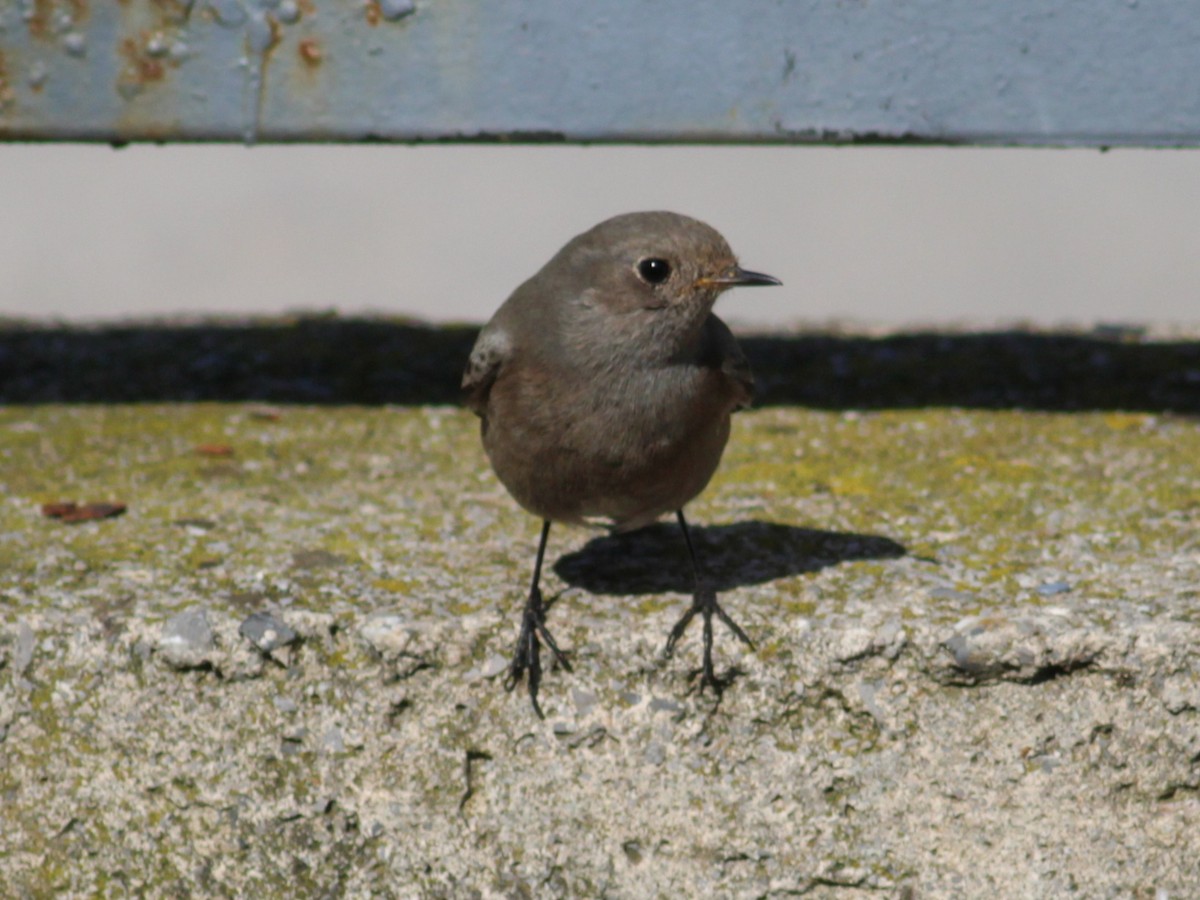 Colirrojo Tizón - ML652335764