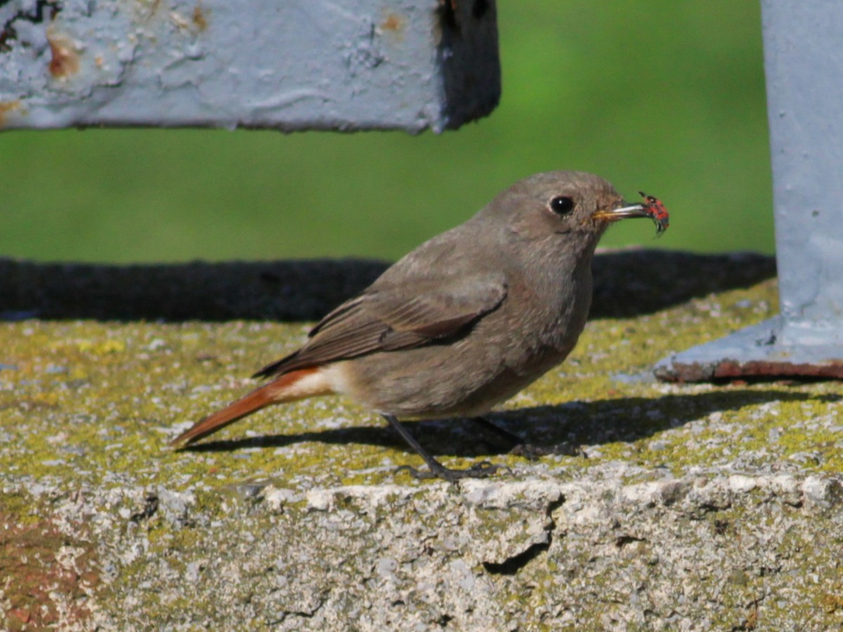 Colirrojo Tizón - ML652335765