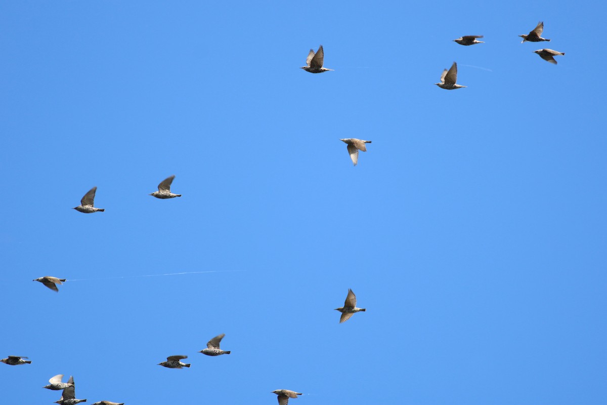 Estornino Pinto - ML652335778