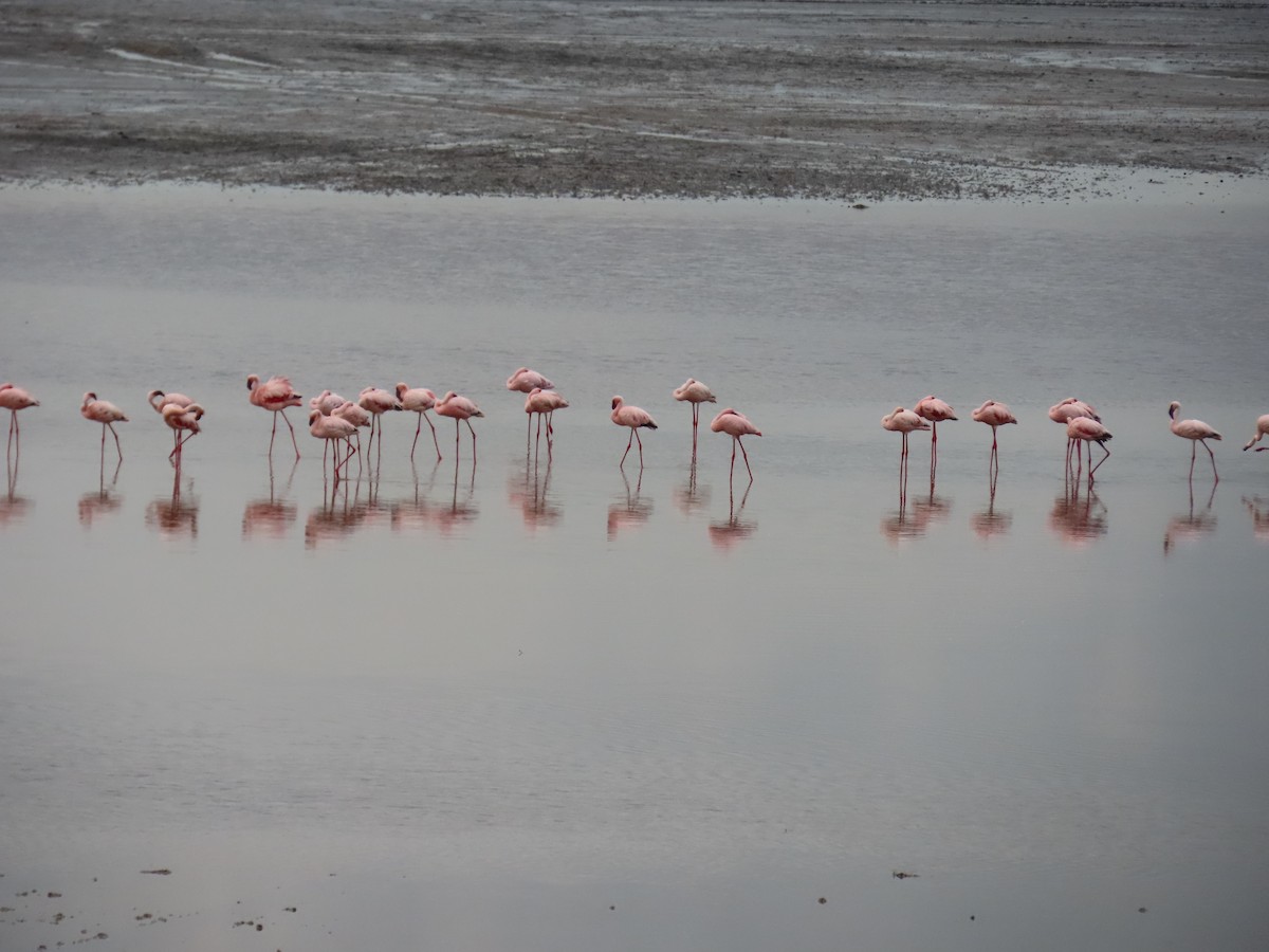 Lesser Flamingo - ML652335811