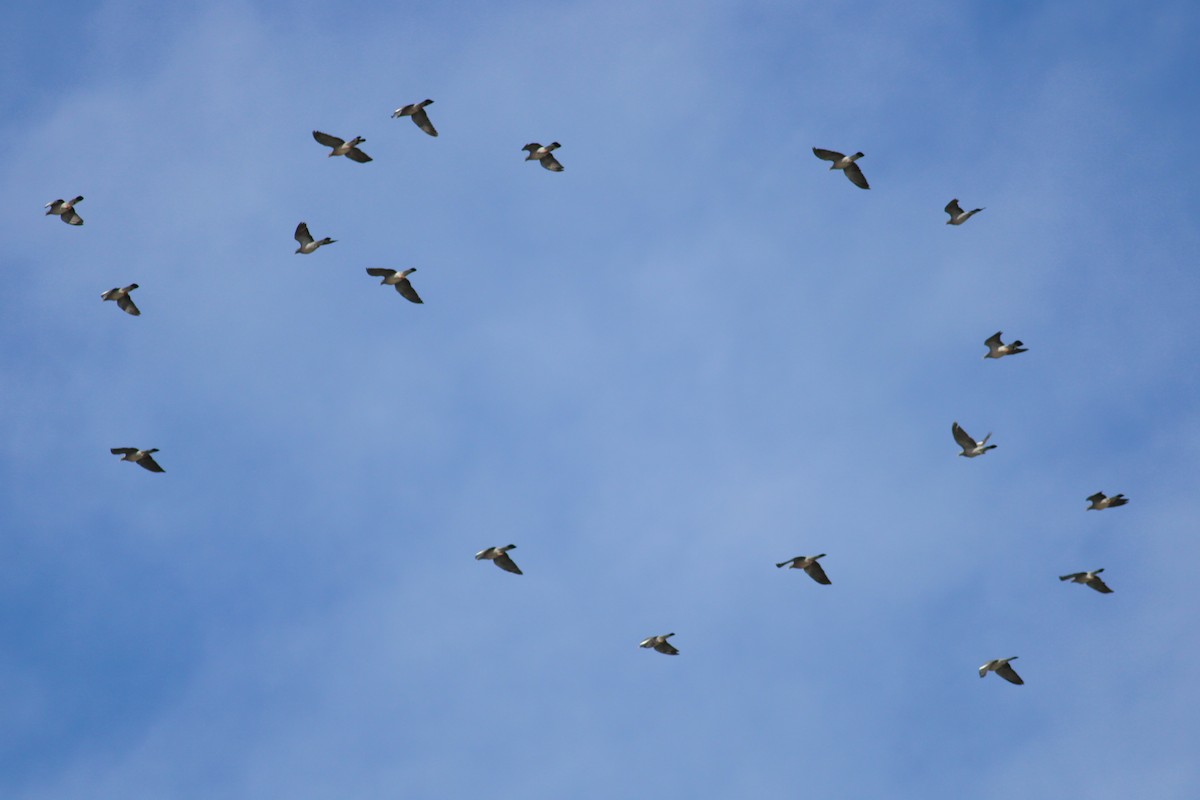 Paloma Torcaz - ML652336006