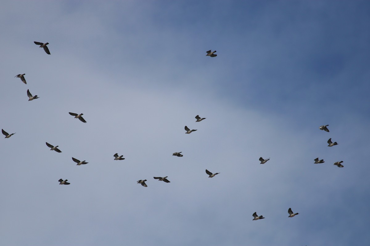 Paloma Torcaz - ML652336007