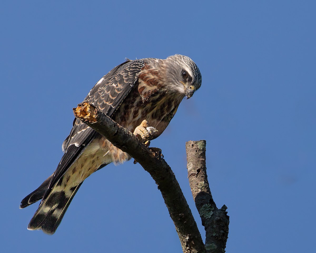 Milan du Mississippi - ML652336038