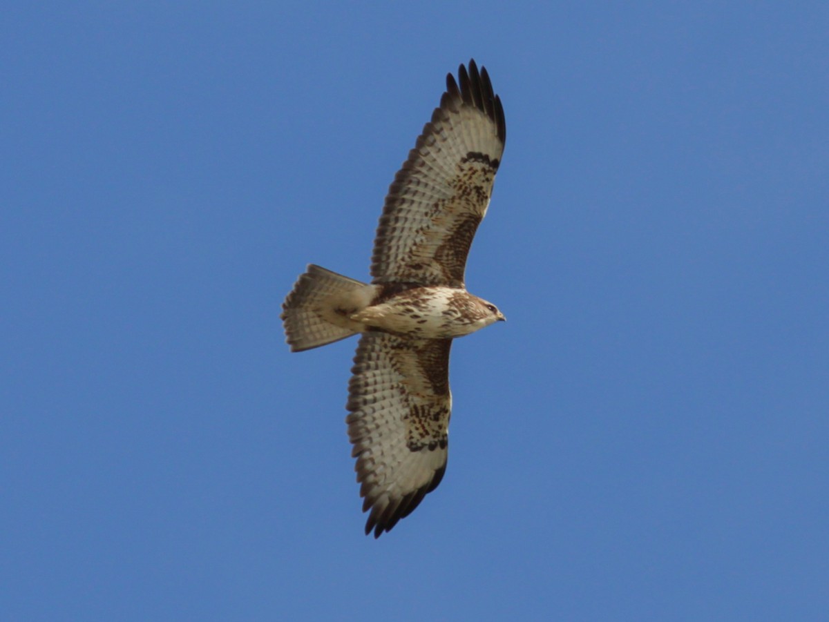 Busardo Ratonero - ML652336088