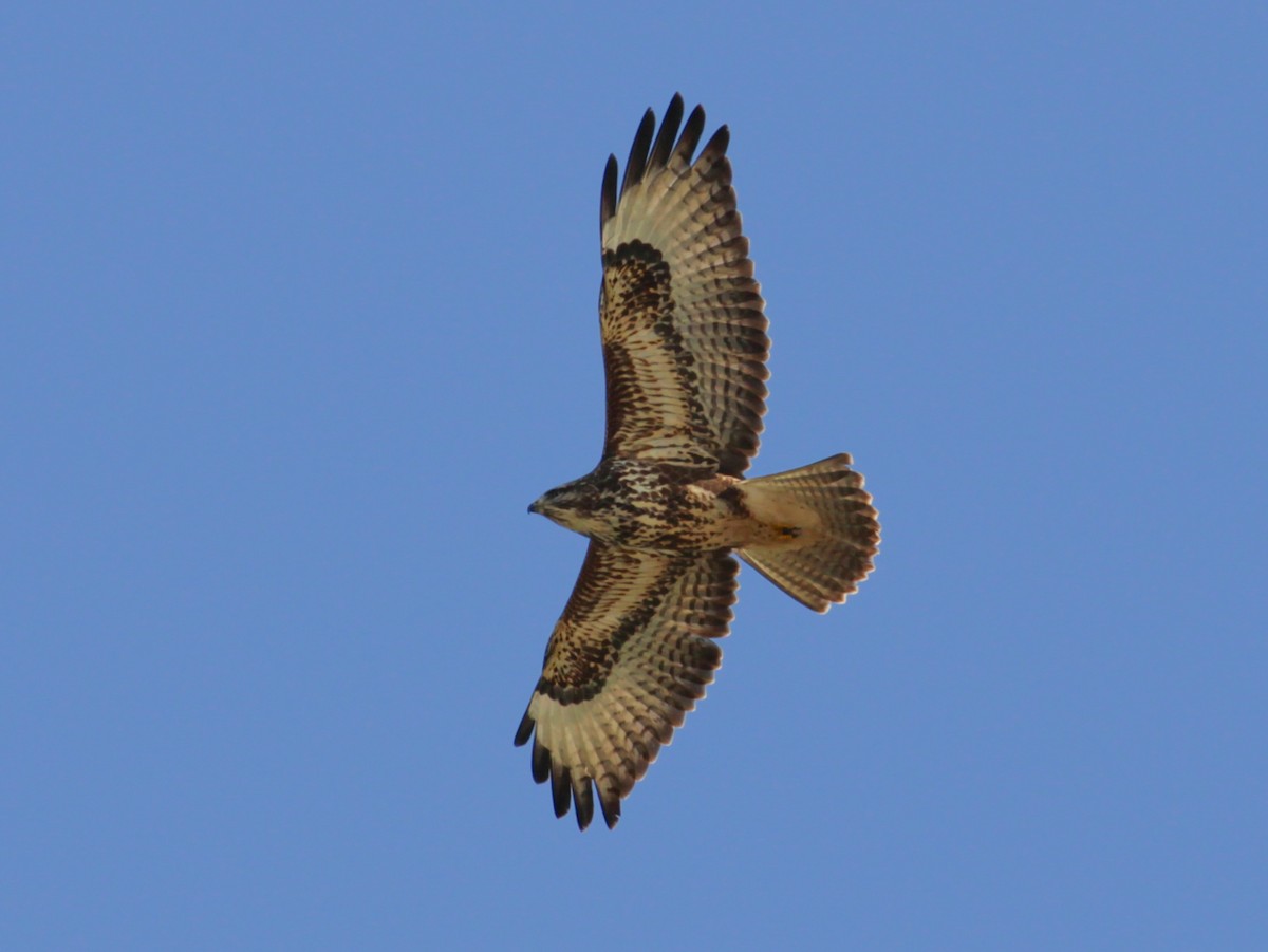 Busardo Ratonero - ML652336089