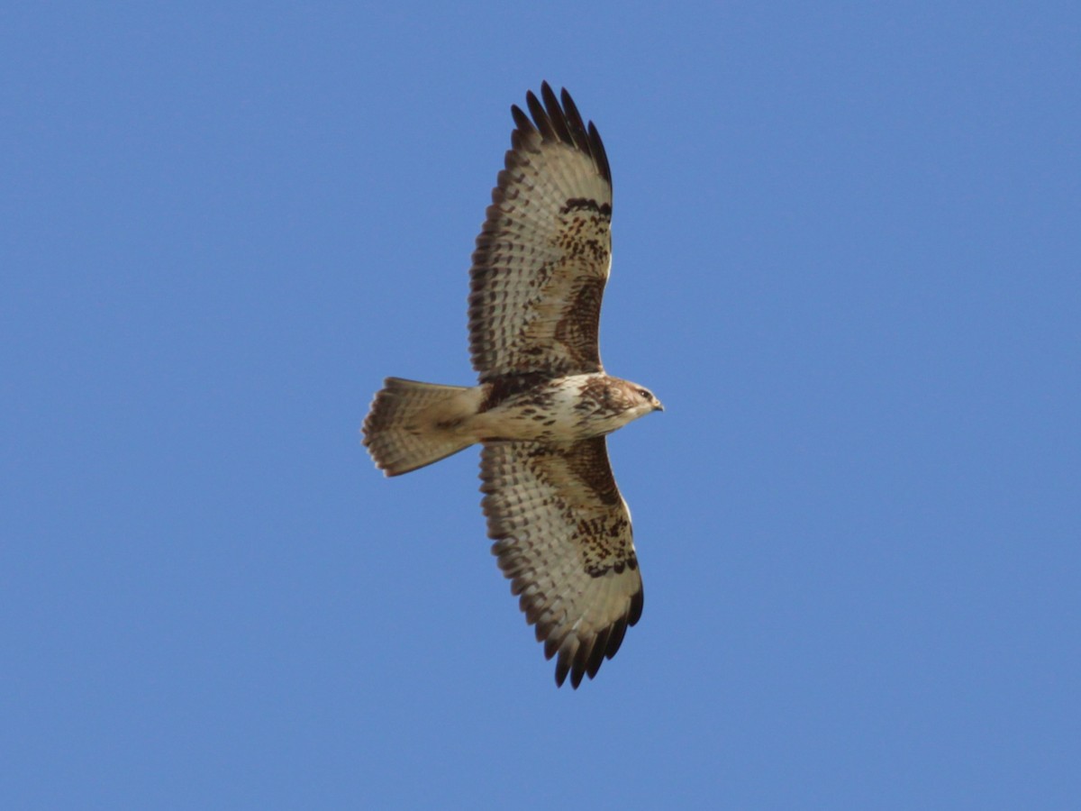 Busardo Ratonero - ML652336090