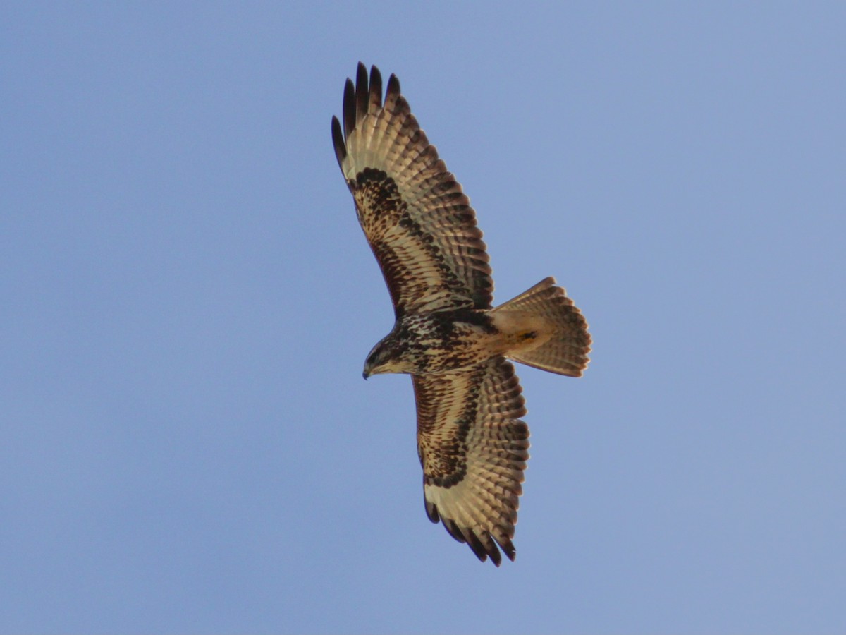 Busardo Ratonero - ML652336091