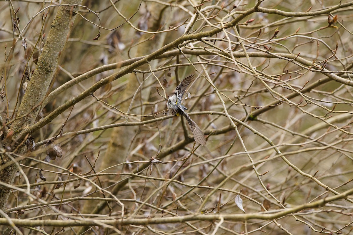 Yellow-rumped Warbler (Audubon's) - ML652336276