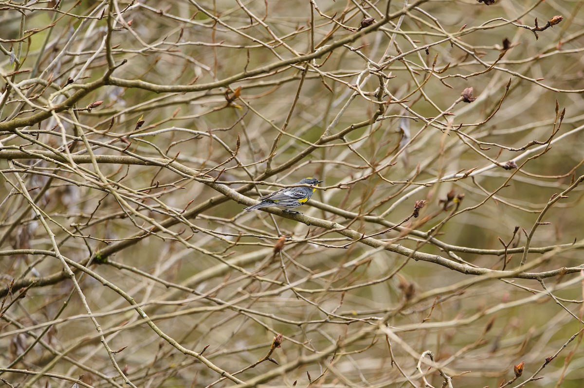 Yellow-rumped Warbler (Audubon's) - ML652336285
