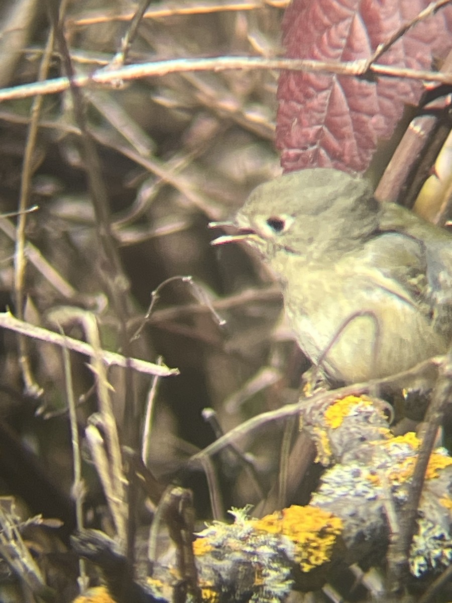 Ruby-crowned Kinglet - ML652336666