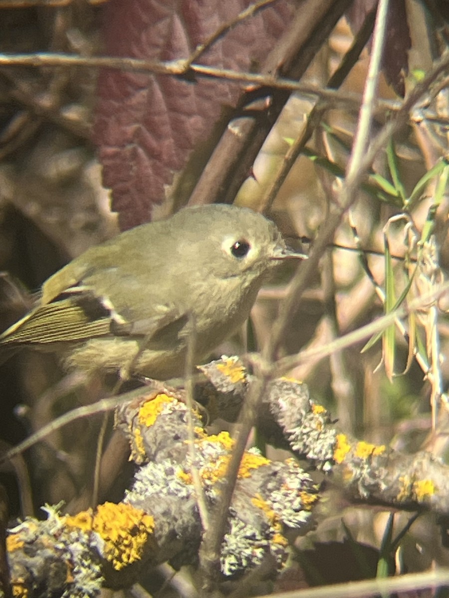Ruby-crowned Kinglet - ML652336668
