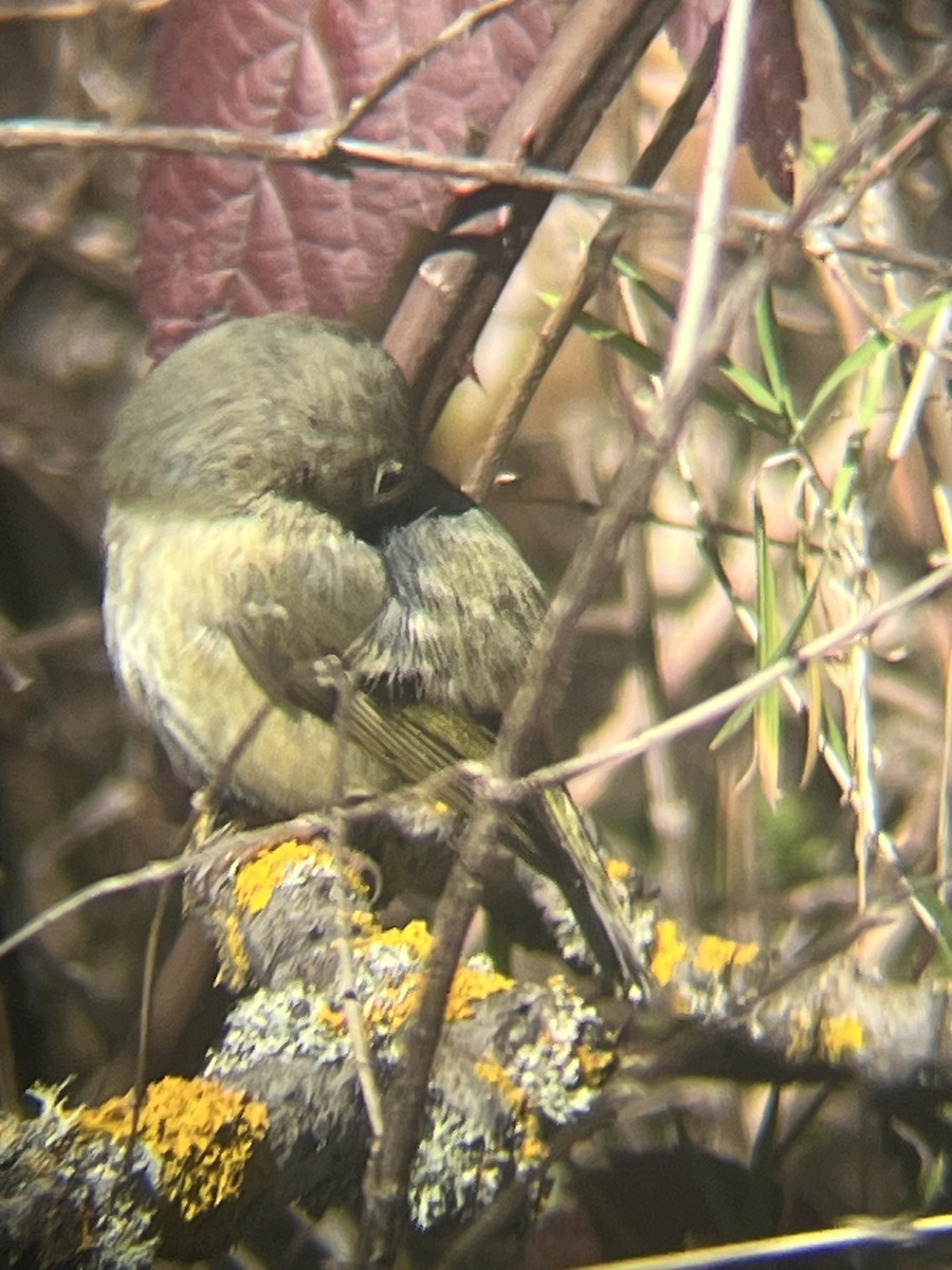 Ruby-crowned Kinglet - ML652336670