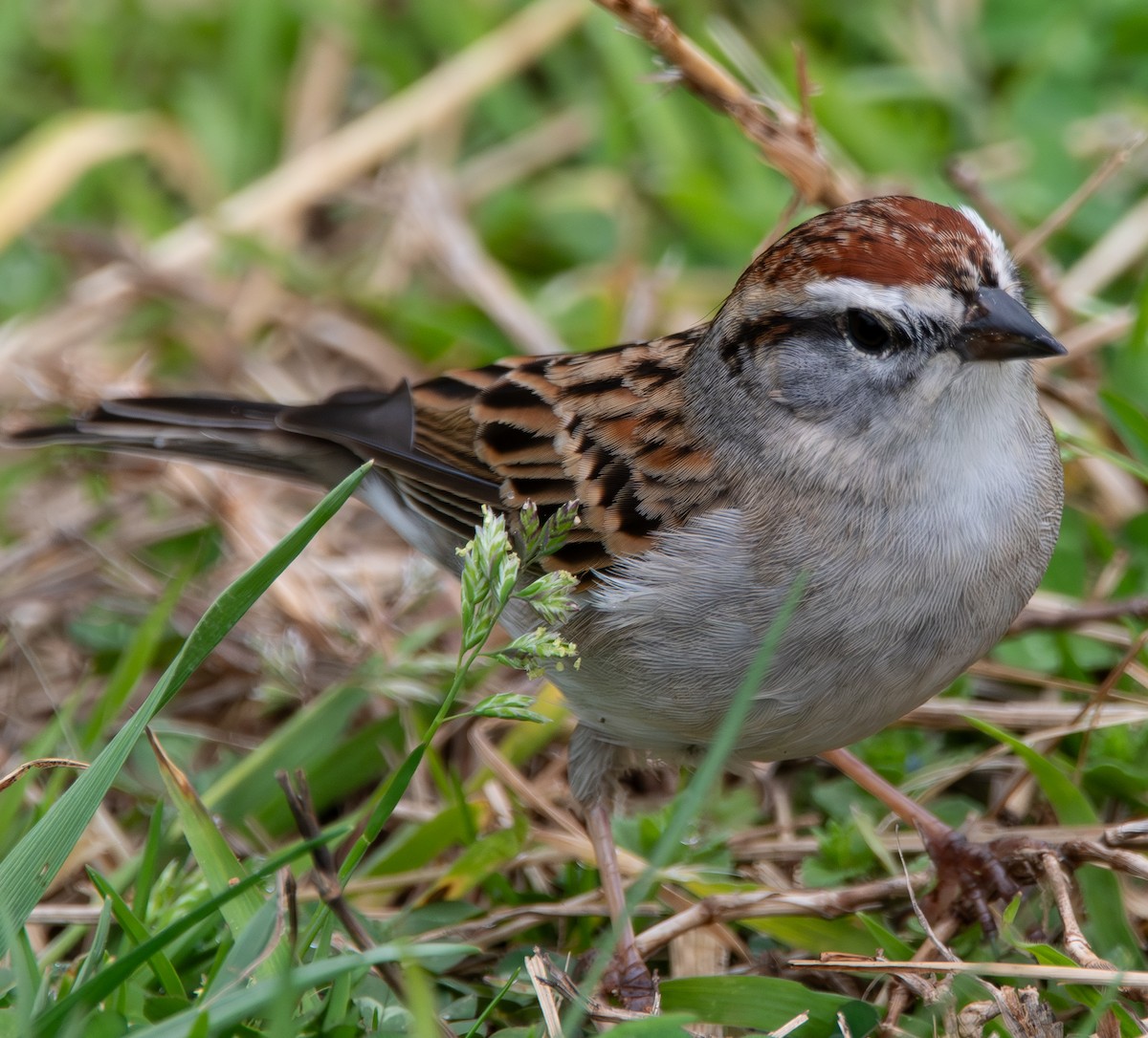 Chingolo Cejiblanco - ML652337325