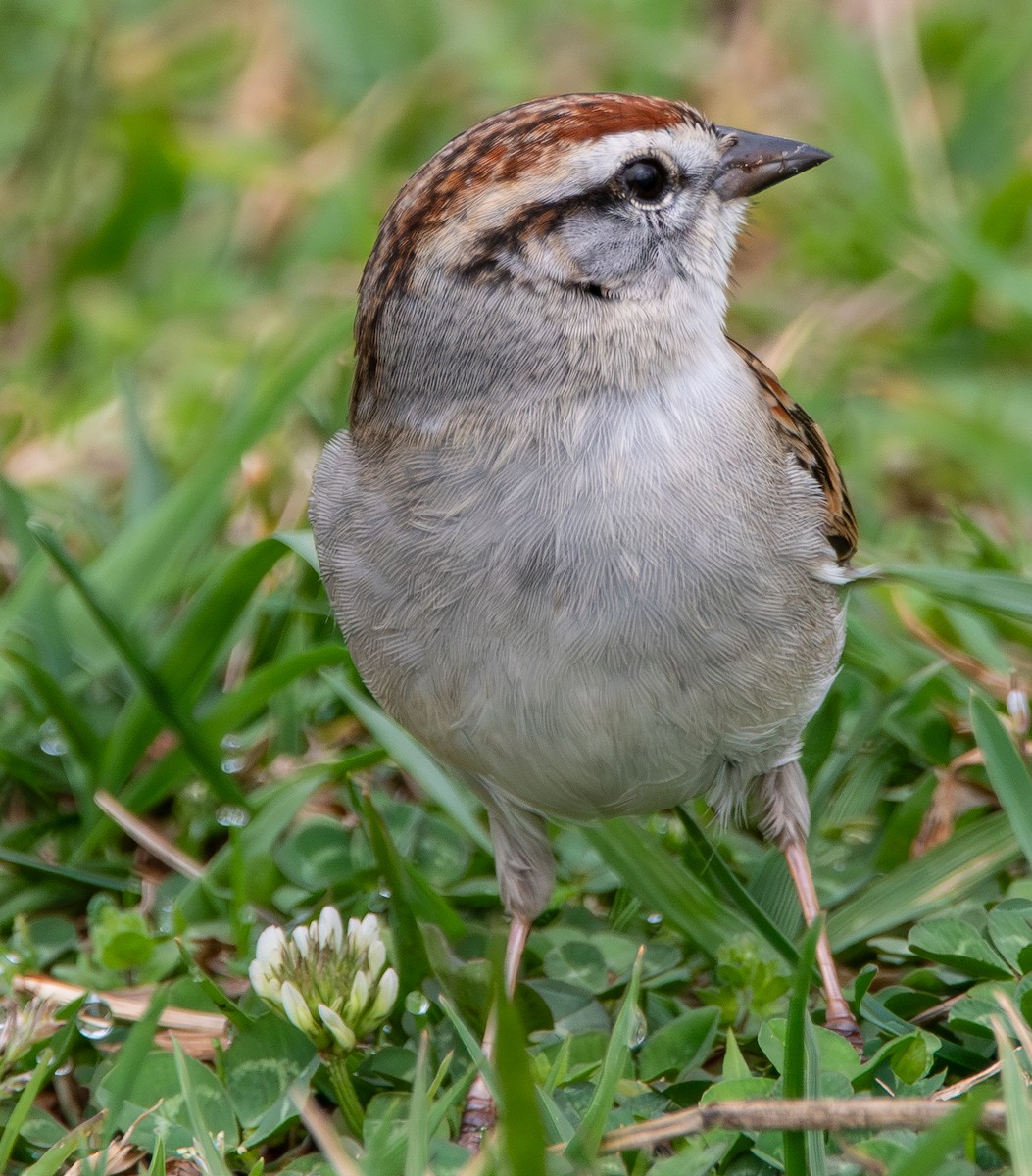Chingolo Cejiblanco - ML652337326