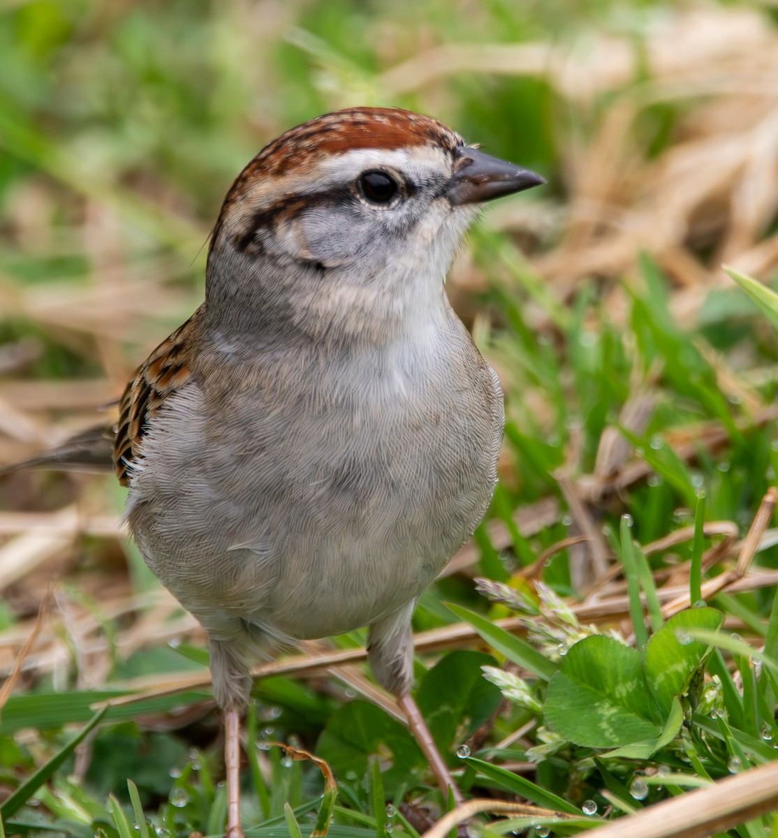 Chingolo Cejiblanco - ML652337327
