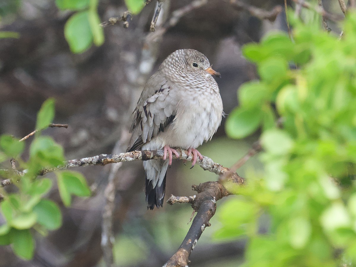 Common Ground Dove - ML652337553