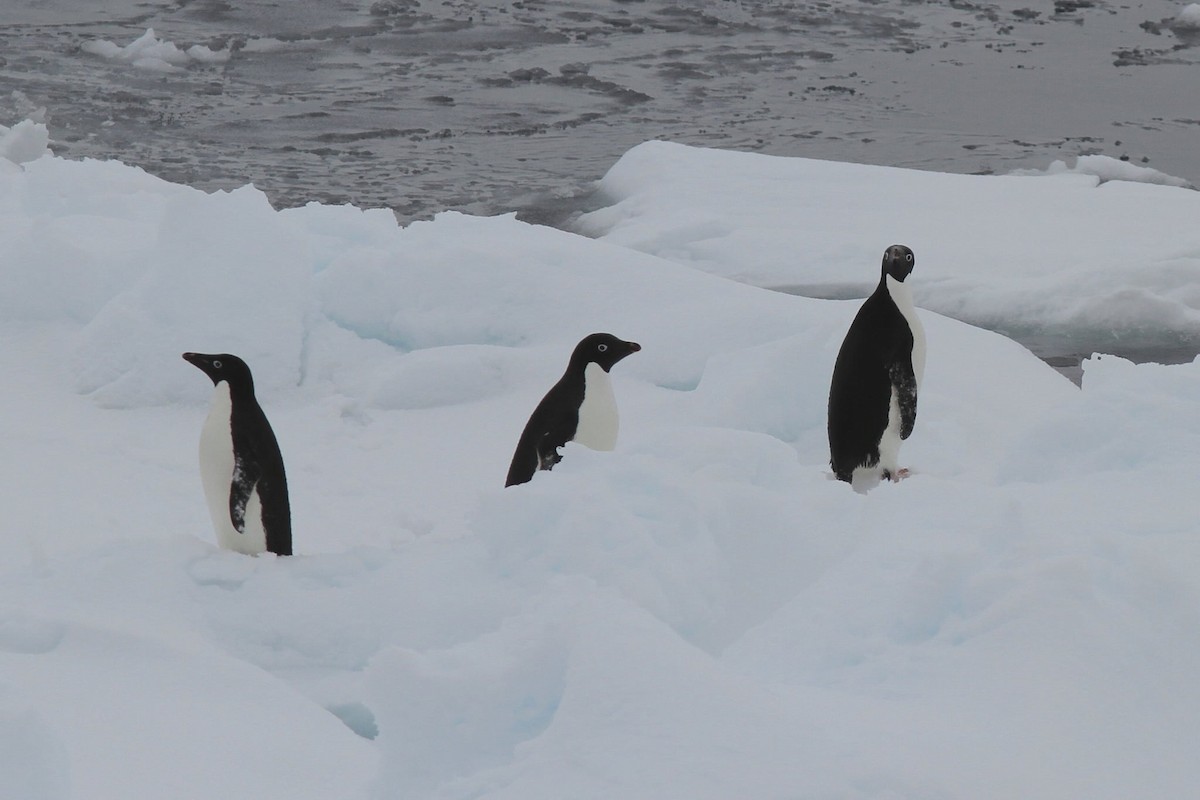 Пінгвін Аделі - ML652337656