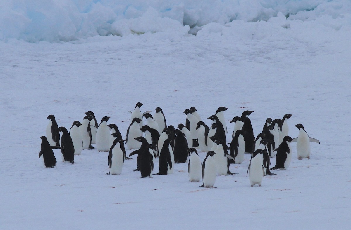Пінгвін Аделі - ML652337657