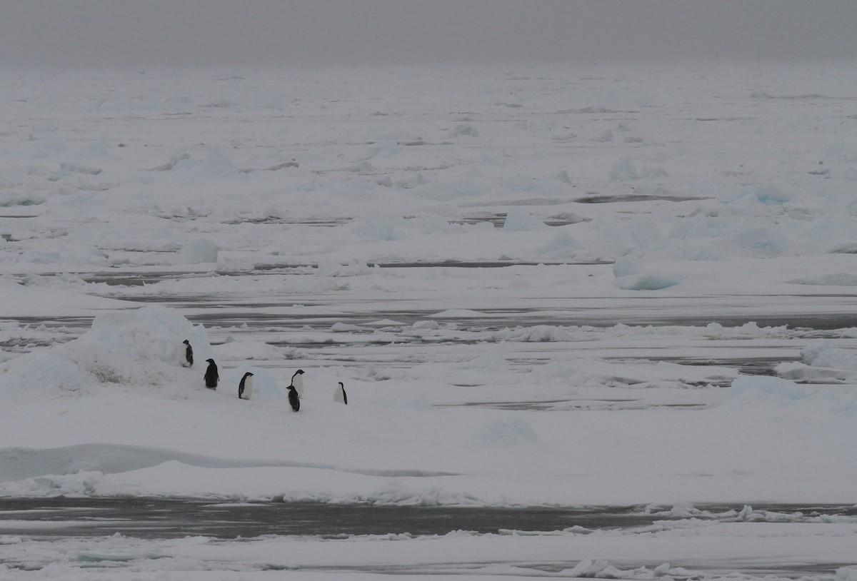 Пінгвін Аделі - ML652337658