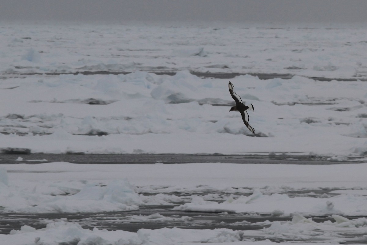 Буревісник антарктичний - ML652337675