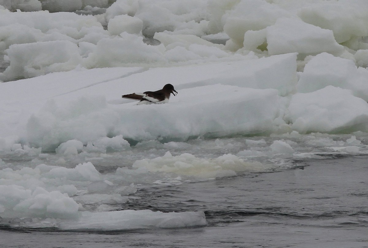 Буревісник антарктичний - ML652337676