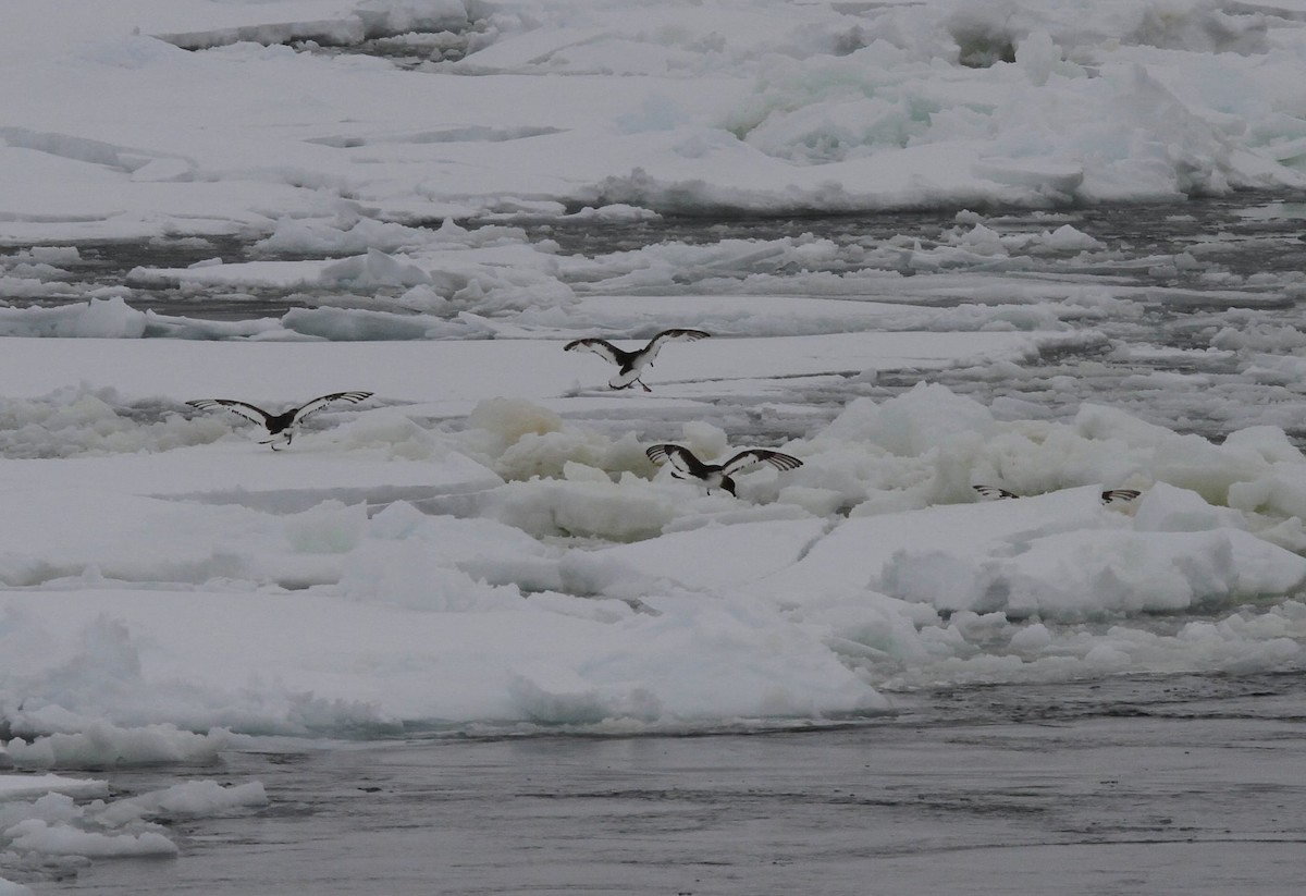 Буревісник антарктичний - ML652337677