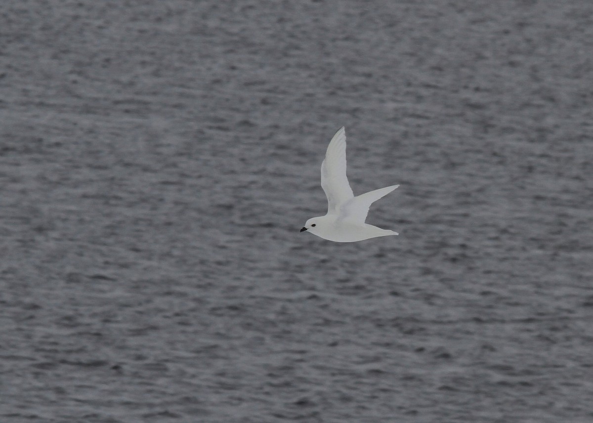 Буревісник білий - ML652337687