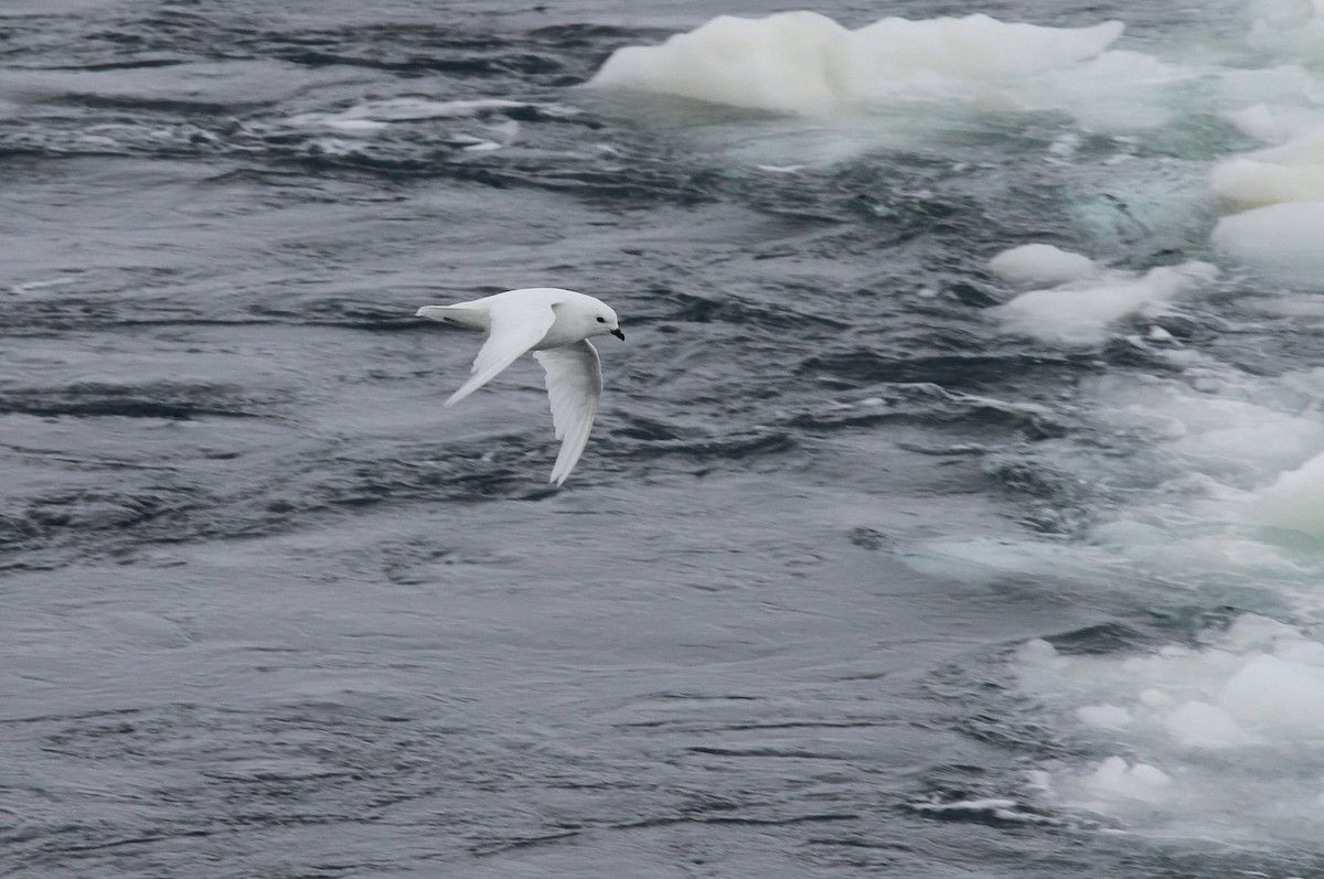 Буревісник білий - ML652337688