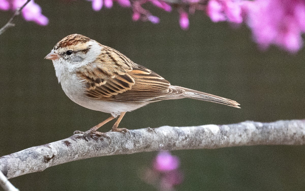 Chingolo Cejiblanco - ML652337835