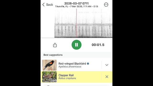 Clapper Rail - ML652338343