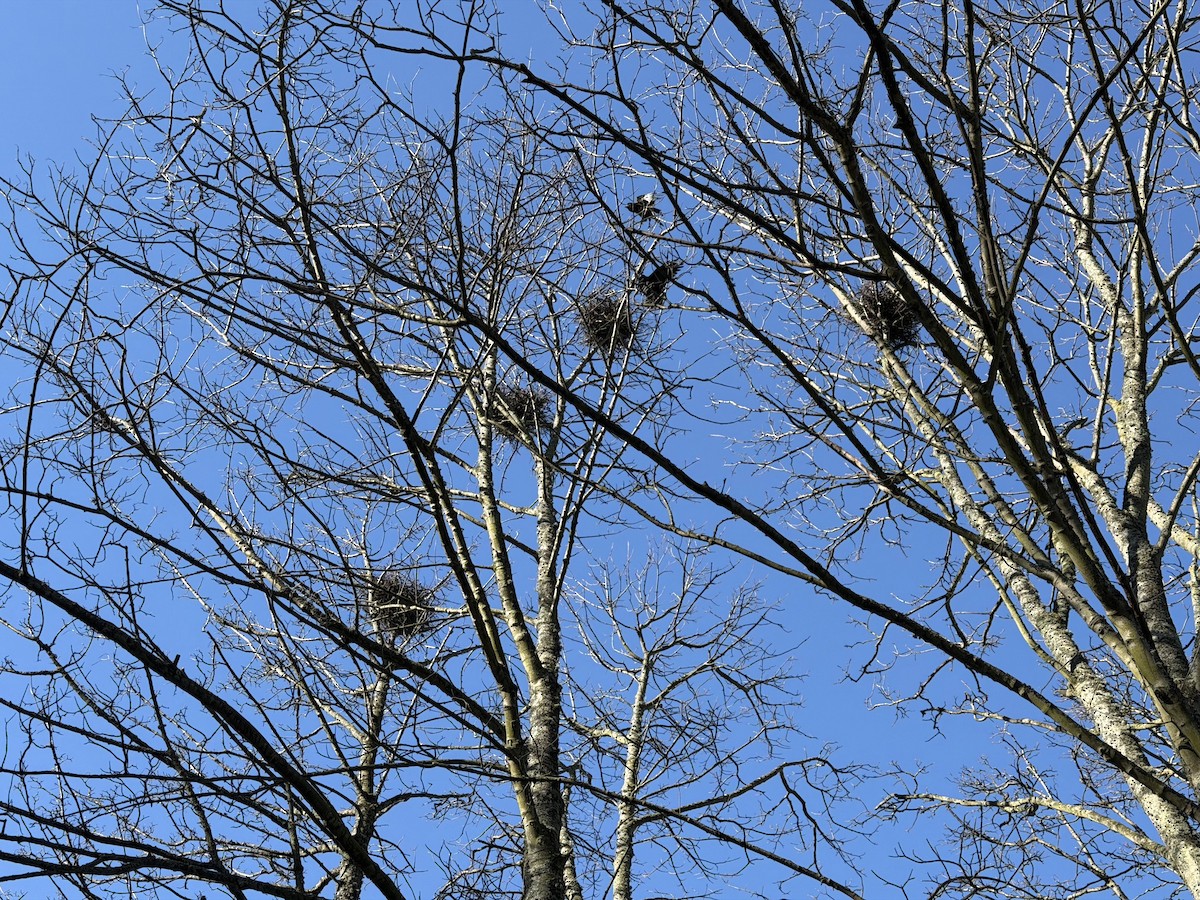 kornkråke - ML652338563