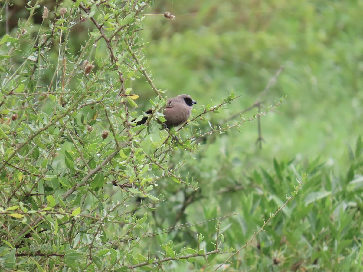 Black-faced Waxbill - ML652338617